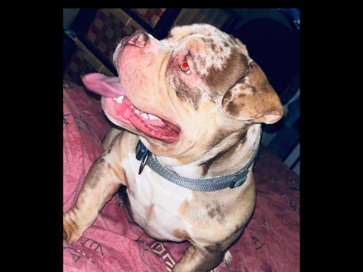 Chien American Bully pocket tricolore chocolat merle à vendre