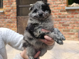 Chiots Spitz Allemand à vendre