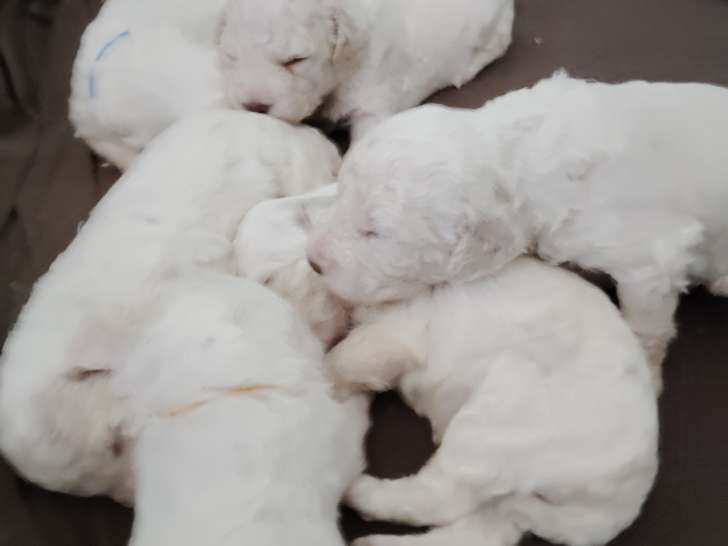 Chiots de race Lagotto Romagnolo à vendre (4 femelles & 3 mâles)