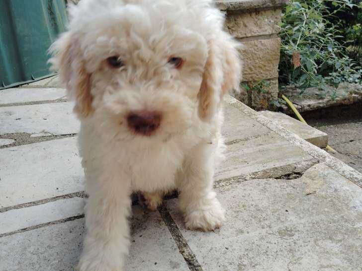 Chiots de race Lagotto Romagnolo à vendre (4 femelles & 3 mâles)