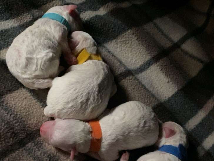 Chiots d'apparence Bichon Frisé à vendre