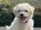 Chiots d'apparence Bichon Frisé à vendre