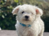 Chiots d'apparence Bichon Frisé à vendre