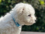 Chiots d'apparence Bichon Frisé à vendre