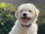Chiots d'apparence Bichon Frisé à vendre