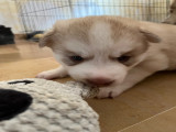 Chiots Husky de Sibérie à réserver