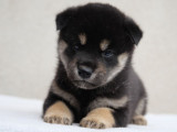3 chiots Shiba Inu LOF à réserver