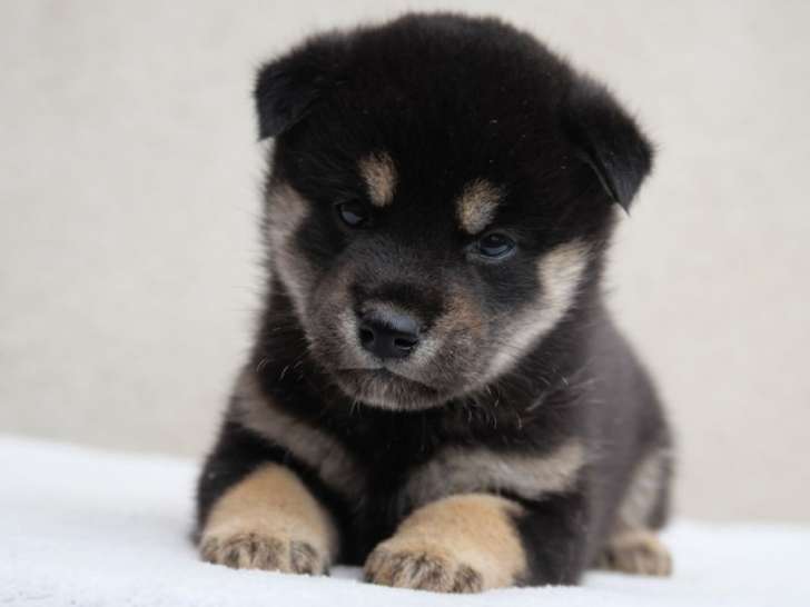 3 chiots Shiba Inu LOF à réserver