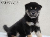 3 chiots Shiba Inu LOF à réserver