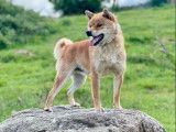 3 chiots Shiba Inu LOF à réserver