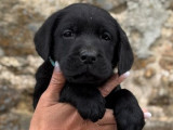 5 chiots mâles Labradors LOF disponibles à la vente
