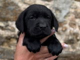 5 chiots mâles Labradors LOF disponibles à la vente