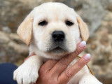 5 chiots mâles Labradors LOF disponibles à la vente