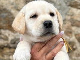 5 chiots mâles Labradors LOF disponibles à la vente