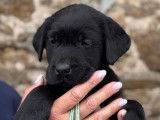5 chiots mâles Labradors LOF disponibles à la vente