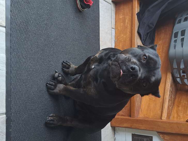 Femelle American Bully à vendre