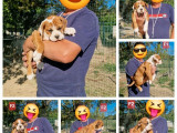 10 chiots Bulldogs Continentaux LOF disponibles à l’achat