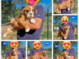 10 chiots Bulldogs Continentaux LOF disponibles à l’achat