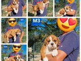 10 chiots Bulldogs Continentaux LOF disponibles à l’achat