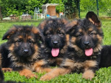 Des chiots Bergers Allemands LOF à vendre