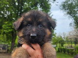 Des chiots Bergers Allemands LOF à vendre