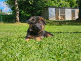 Des chiots Bergers Allemands LOF à vendre