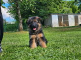Des chiots Bergers Allemands LOF à vendre