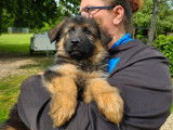 Des chiots Bergers Allemands LOF à vendre
