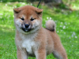 Chiots Shiba Inu disponibles à la réservation (LOF)
