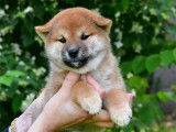 Chiots Shiba Inu disponibles à la réservation (LOF)