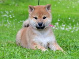 Chiots Shiba Inu disponibles à la réservation (LOF)