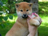 Chiots Shiba Inu disponibles à la réservation (LOF)