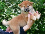 Chiots Shiba Inu disponibles à la réservation (LOF)