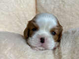 6 chiots Cavalier King Charles LOF disponibles à la vente