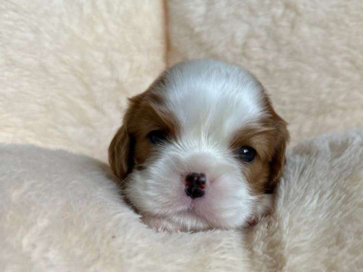 6 chiots Cavalier King Charles LOF disponibles à la vente