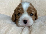 6 chiots Cavalier King Charles LOF disponibles à la vente