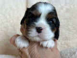 6 chiots Cavalier King Charles LOF disponibles à la vente