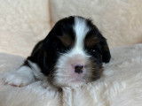 6 chiots Cavalier King Charles LOF disponibles à la vente