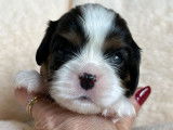 6 chiots Cavalier King Charles LOF disponibles à la vente