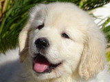 Chiots Golden Retriever LOF à vendre