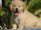 Chiots Golden Retriever LOF à vendre