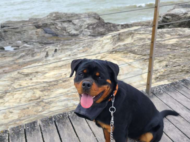Chiot de race Rottweiler à donner