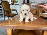 2 chiots mâles Golden Retriever LOF à réserver