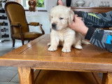 2 chiots mâles Golden Retriever LOF à réserver