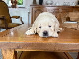 2 chiots mâles Golden Retriever LOF à réserver