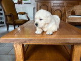 2 chiots mâles Golden Retriever LOF à réserver