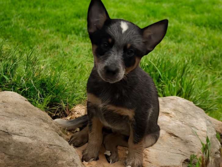 Chiots Bouvier Australien à vendre