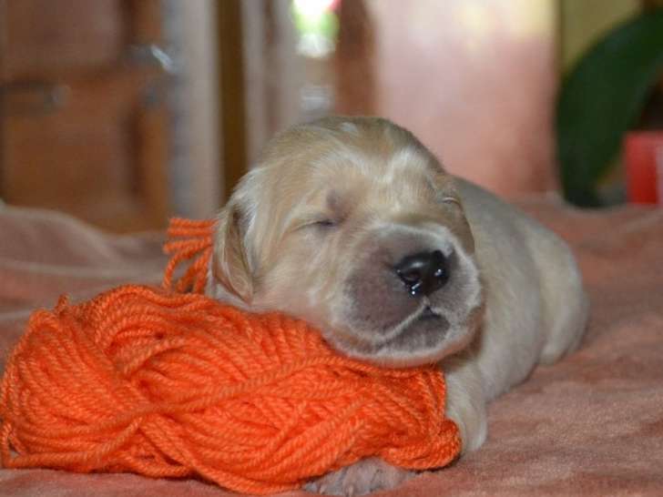 À réserver: 7 chiots Golden Retrievers (LOF)