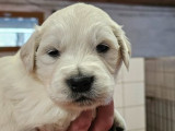 Chiots Golden Retrievers LOF disponibles à l’achat