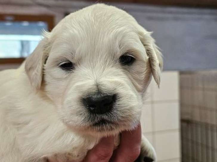 Chiots Golden Retrievers LOF disponibles à l’achat